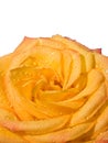 Close-up of yellow rose flower with droplets