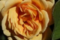 a close up of a yellow rose flower head Royalty Free Stock Photo