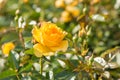 Close-up of yellow rose flower head growing in garden Royalty Free Stock Photo