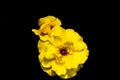 Close up of yellow rose flower isolated on black background Royalty Free Stock Photo