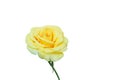 Yellow Rose Flower Isolated On White Background