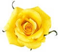 close up yellow Rose flower isolated on white background with clipping path, for love wedding and valentines day Royalty Free Stock Photo