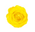 Yellow rose flower isolated on white background top view , clipping path Royalty Free Stock Photo