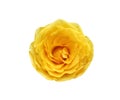 Yellow rose flowers fresh sweet petal patterns  with water drops isolated on white background top view Royalty Free Stock Photo