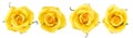 Close up yellow Rose flowers isolated on white background with clipping path, for love wedding and valentines day Royalty Free Stock Photo