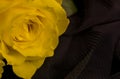 Close-up of yellow rose with green leaves in black background Royalty Free Stock Photo