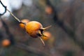 Close up of a yellow rose hip with water drop after rain Royalty Free Stock Photo