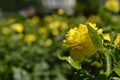 Close-up of a yellow rose in the park on a sunny day. Royalty Free Stock Photo