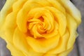 Close up yellow rose petal flowers blooming with water drops in nature garden Royalty Free Stock Photo