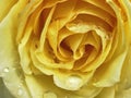 Close up of yellow rose and raindrops Royalty Free Stock Photo