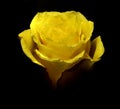 Yellow roses with water droplets. Yellow Rose. A Yellow Rose up close with a macro lens Royalty Free Stock Photo