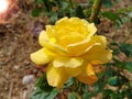 Close-up of Yellow Rose. Sun glare, blurred bokeh. Big beautiful blooming hybrid tea rose bud Royalty Free Stock Photo