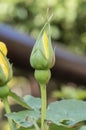 Close-up with yellow rosebud.