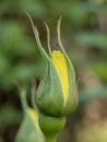 Close-up with yellow rosebud.