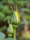 Close-up with yellow rosebud.