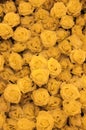 Close up of yellow roses