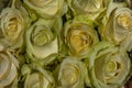 Close up of yellow roses on the market