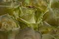 Close up of yellow roses on the market