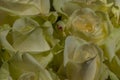 Close up of yellow roses on the market