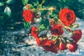 Close-up. Red Roses on a sunny day outdoors Royalty Free Stock Photo