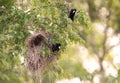 Close-up of Yellow-rumped cacique nesting Royalty Free Stock Photo