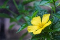 Yellow sage rose flower blooming or colorful west Indian holly with water drops in morning nature garden background Royalty Free Stock Photo