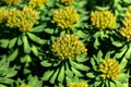 Close-up of Yellow Seedheads of Green Plants Royalty Free Stock Photo