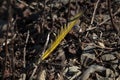 Close up of Yellow-Shafted Flicker Feather