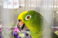 Close-up of Yellow-shouldered Amazon. Royalty Free Stock Photo