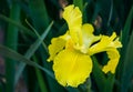 Close-up of yellow Siberian Iris Iris sibirica or Siberian flag against blurred green background. Perennial plant with yellow fl