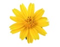 Close up, Yellow singapore daisy flower blossom bloom isolated on white background for stock photo or illustration, summer plant Royalty Free Stock Photo