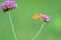 Skipper butterfly