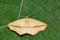 Yellow Slant-line - Tetracis crocallata