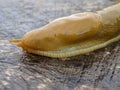 Close up of a yellow slug.