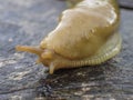 Yellow slug moving on a tree stump.