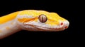 Close up of a yellow snake Royalty Free Stock Photo