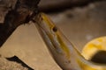 Close up yellow snake portrait