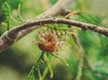 Spider on a branch. Crawl, creepy.