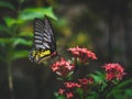 Close up of Yellow spotted butterfly eating pollen on a red flower Royalty Free Stock Photo