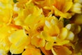 Close up of yellow spring flowers