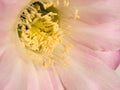 Close up yellow stamen on the pink cactus flower. Royalty Free Stock Photo