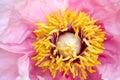 Pollen on yellow stamen