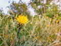 Close up of yellow starthistle spiny bushes growing on a wild steppe field. Centaurea solstitialis invasive plant with flowers and