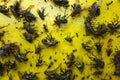 Close up of a yellow sticky paper with lots of flies