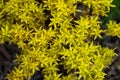 Close Up of Yellow Stone Crop Blooms In High Tundra Of Rocky Mountain Royalty Free Stock Photo