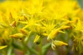 Close Up of Yellow Stonecrop Flowers Blooming In Summer Royalty Free Stock Photo