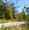 Close-up of a yellow striped spider Royalty Free Stock Photo