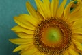 Close-up of yellow summer sunflower