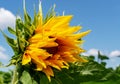 Close-up. Yellow sunflower against the blue sky Royalty Free Stock Photo