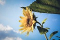 Close-up yellow sunflower against blue sky. Sunflower blooming Royalty Free Stock Photo